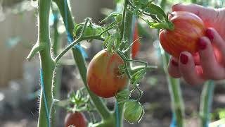 Comment bien récolter ses tomates et les conserver [upl. by Delanie241]