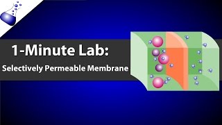 Selectively Permeable Membrane [upl. by Asnerek483]