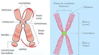 Cromatina cromosomas  4eso [upl. by Geibel940]