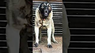 The Science Behind Kangal Aggression  Shepherd KangalDog [upl. by Airan796]