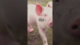 🐷Oinkcredible Baby Piggy Facts 🐷 [upl. by Petr278]