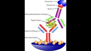 ELISA typesdirect indirect ampsandwich and Radioimmunoassay [upl. by Haon]