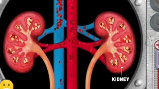 Urogenital system animation videos  Anatomy Visual1  Learny Land [upl. by Emiaj]