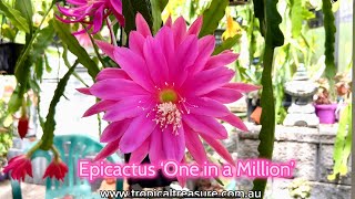 Epicactus ‘One in a Million’ [upl. by Britney]