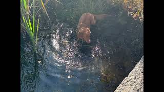 Loving our mountain walks amp training time dogtraining rockymountaintollers dog dogvideos [upl. by Alaet]