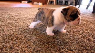 English Bulldog puppies learning to walk for the first time [upl. by Gena916]