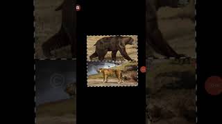 Arctodus Simus vs Ngandong Tiger [upl. by Neslund]