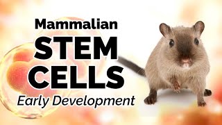 Early Mammalian Development [upl. by Macur]