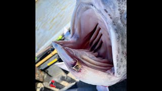 Snagging Spoonbill in Missouri on the Lake of the Ozarks and we caught a Tagged Fish [upl. by Akinal]