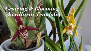 Species Spotlight  Maxillaria Tenufolia  Blooming The Coconut Orchid Standard amp Varigated Form [upl. by Solrak]