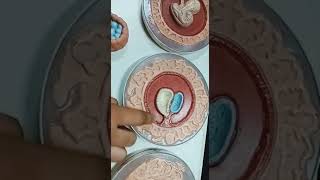 General Embryology Model  1st Year MBBS [upl. by Dalenna]