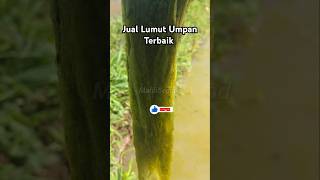 Jual Lumut Umpan Terbaik lumutbusa lumutsuper lumutsawah lukutbusa lukut lukutsawah umpan [upl. by Graniah]