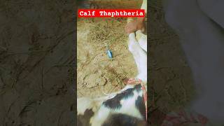 Caf thaphtheria  Calf Disease  Calf Treatment  holstein  friesiancow  iv  shorts [upl. by Asselem183]