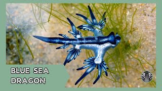 Blue Sea Dragon The Oceans Enigmatic Wonder [upl. by Ober]