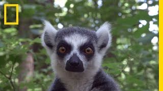 Raising Cute Baby Lemurs to Save a Species  National Geographic [upl. by Neeven]