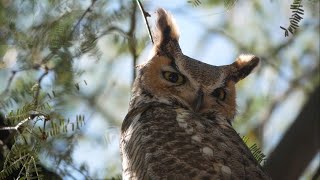 Ninja Owl [upl. by Wrightson]