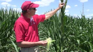 Corn Pollination How to Determine Success Under Stress [upl. by Rayford]