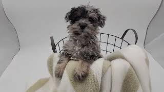 Meet Yuki our Schnoodle [upl. by Awad]