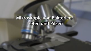 Mikroskopie von Bakterien Hefen und Pilzen [upl. by Jun]