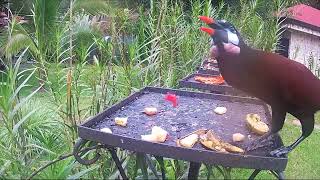 Montezuma oropendola birds in Costa Rica [upl. by Aterg]