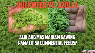 DUCKWEED VS AZOLLA  Alin Ang Mas Mainam Gawing Pamalit Sa Commercial Feeds Ng Mga Manok [upl. by Neeloc]