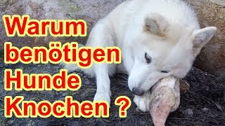 Hundefutter  Knochen sind wichtig für den Hund  Nature Trails [upl. by Piper700]