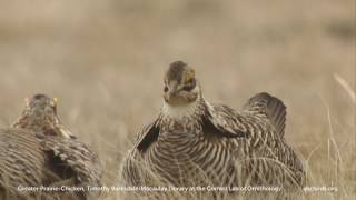 Greater PrairieChicken [upl. by Nwahsav]