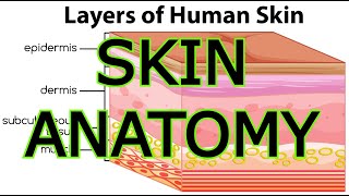 SKIN ANATOMY [upl. by Ahselat]