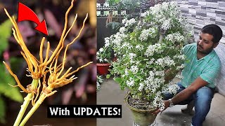 Grow SUPER FLOWERING Clematis From Cuttings EASILY [upl. by Dlorah]