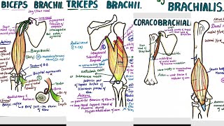 Muscles of Upper Arm  Two Compartments  Attachments  Origin  Insertion  Nerve Supply  Actions [upl. by Demmahum]