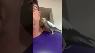 MR SQUAWKERS THE COCKATIEL SINGING [upl. by Riha]