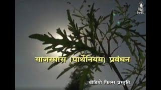 Parthenium Management Hindi [upl. by Adlen811]