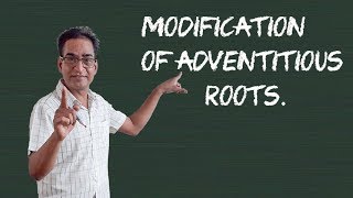 Modification of Adventitious Roots [upl. by Furey]