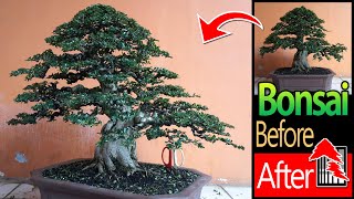 Bonsai Tree Restoration of Carmona Microphylla  Before amp After Bonsai Tree [upl. by Nylla599]