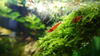 Community fish tank with 8 varieties of fishes  shrimp tank mates  Guppy  tetra  kuhli loach [upl. by Anasus337]