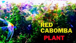 Red Cabomba Aquarium Plant  PLANTED AQUARIUM [upl. by Bedad]