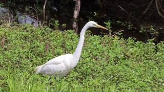 grande aigrette Great Egret wildlife [upl. by Kcirederf]