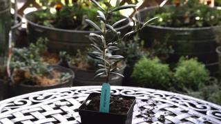 Container GardeningGrowing an Olive Tree [upl. by Methuselah]