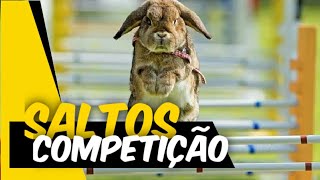 Competição de Saltos de COELINHOS FOFOS  Show de COELHOS [upl. by Cavanaugh]