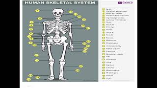 Skeletal System [upl. by Comethuauc]