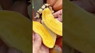 Enjoy natural beautyful fruit 🍓🍑 fruitcutting papaya gardening fruit agriculture bollywood [upl. by Orazio]