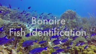 Bonaire Fish Identification [upl. by Navets942]