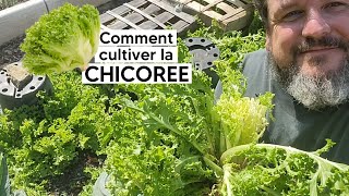 Comment cultiver la CHICOREE FRISEE ou SCAROLE 🥬『TUTO』 [upl. by Guillemette]