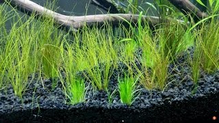 Dwarf Hairgrass Eleocharis acicularis [upl. by Mattias]