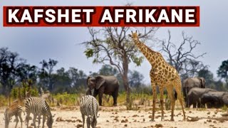 Kafshet Afrikane I Kafshet e Egra te Afrikes [upl. by Ita]