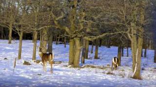 Wildlife of Manitoulin Island Ontario Canada [upl. by Arnie189]