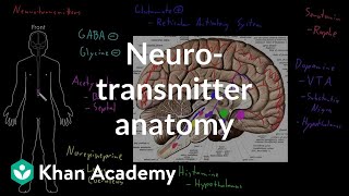 Neurotransmitter anatomy  Organ Systems  MCAT  Khan Academy [upl. by Olympie]