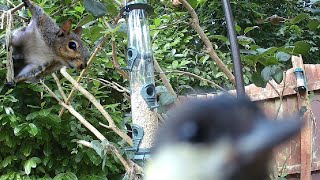 🔴 SCOTTISH FEEDER CAM REDPOLLS SISKINS GREENFINCHES GOLDFINCHES amp MORE Lots of activity today [upl. by Legyn]