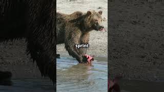 Terrifying Grizzly Bear Facts You Didnt Know [upl. by Tierell]