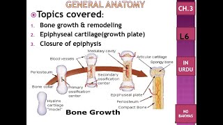 C3 L6 bone growth amp remodeling epiphyseal cartilage growth plate closure of epiphysis Urdu [upl. by Anitnerolf344]